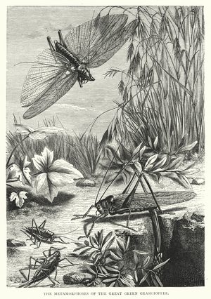 The Metamorphoses of the Great Green Grasshopper (engraving)