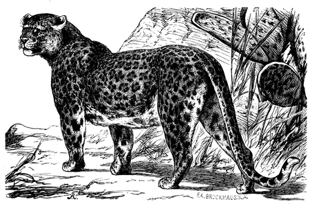 Leopard