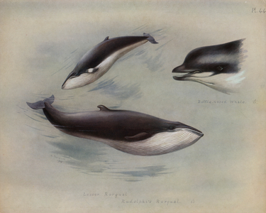 Lesser Rorqual, Rudolphi's Rorqual, Bottle-nosed Whale (colour litho)