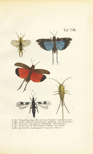 Blue-winged Grasshopper, Red-winged Grasshopper and other insects, 1850 (lithography)