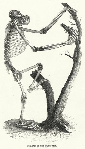 Skeleton of the Orang-Utan (engraving)