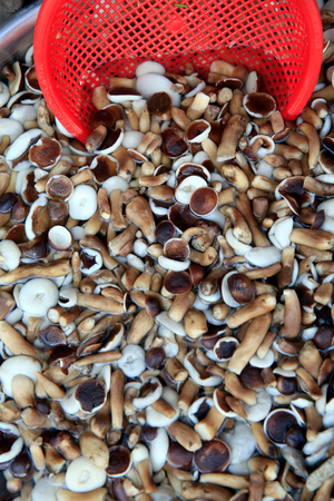 Morning market in Duong Dong town, Fresh mushrooms, Phu Quoc, Vietnam (photo)
