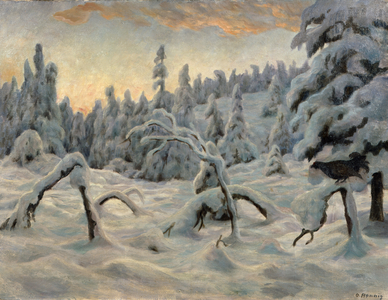 Spruce forest after snowfall