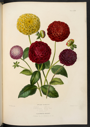 Dwarf Dahlias. New Pompon, or bouquet Dahlias.
Dwarf dahlias. 1. Fireball; 2. Meteor; 3. German
Daisy; 4. Fairy Child; 5. Crimson Dwarf