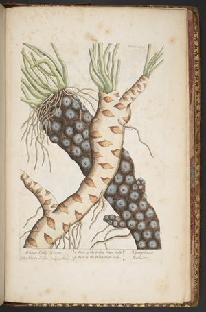 Plate 498, from 'A Curious Herbal', 1737 (coloured engraving)