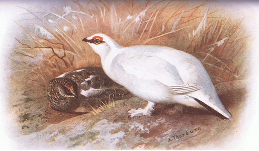 Ptarmigan, from British Birds published by Longmans, 1932 (colour litho)