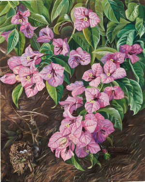 Foliage and flowers of a Brazilian climbing shrub and humming birds, 1873 (oil on board)