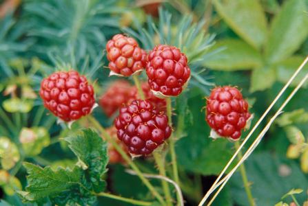 Highbush Blackberry, Rubus Allegheniensis, Grows Wild In Old Fields And At Roadsides.