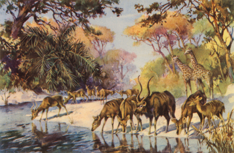 South Africa: Kruger National Park, Transvaal (colour litho)