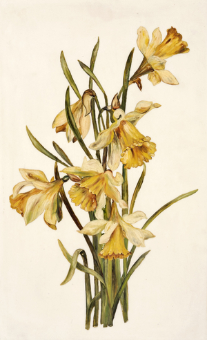 Still Life, Daffodils (oil on opal glass)