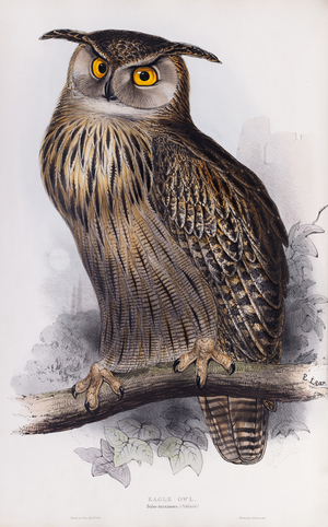 Eagle owl, 1832-1837 (Plate)