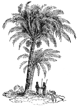 Date palm
