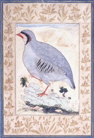 A Red-legged Partridge, c. mid 17th century (gouache on paper)