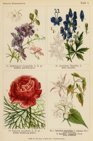 Delphinium Consolida, Aconitum Napellus, Paeonia Tenuifolia, Epimedium Macranthum F Violaceum, Epimedium Youngianum (colour litho)