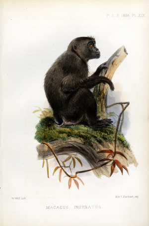 Crested Black Macaque (print)
