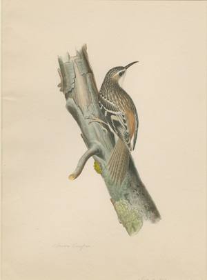Brown Creeper, 1841 (w/c on paper)