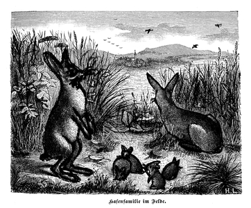 Hare