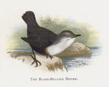 The Black-Bellied Dipper (chromolitho)