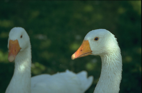 Geese, 1999 (photo)