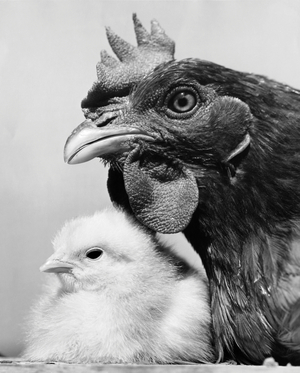 Hen with its chick
