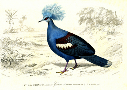 Columba coronata, 1861 (engraving)