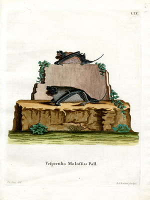 Pallas's Mastiff Bat (coloured engraving)