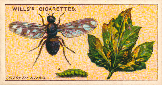 Garden Life: Celery Fly and Larva (chromolitho)
