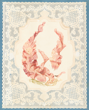 Seaweeds, 1848 (construction paper, seaweed, algae, doilies)