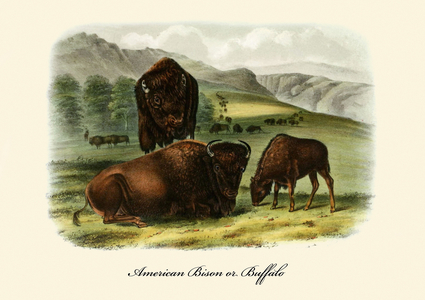 American Bison or Buffalo