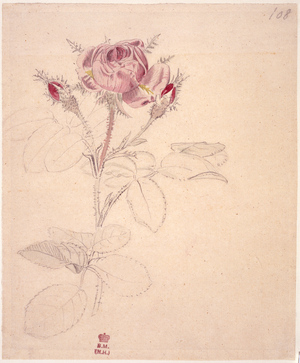 Rosa centifolia
