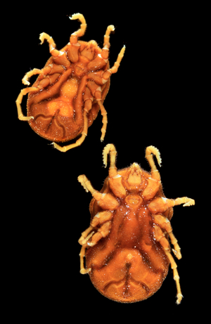 Ornithodoros parkeri