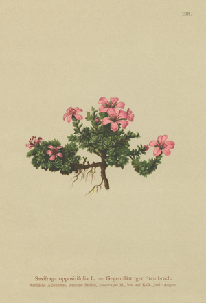 Purple Mountain Saxifrage (Saxifraga oppositifolia) (colour litho)