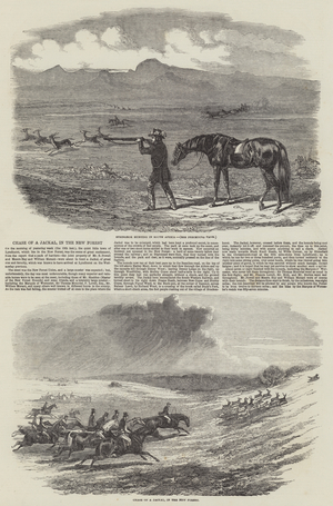 Chase of a Jackal, in the New Forest (engraving)