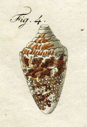 Illustration of Conus Ammiralis  , 1790 (hand coloured engraving)