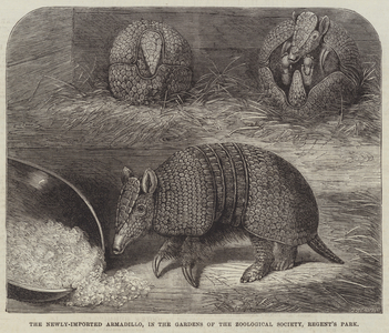 The Newly-Imported Armadillo, in the Gardens of the Zoological Society, Regent's Park (engraving)