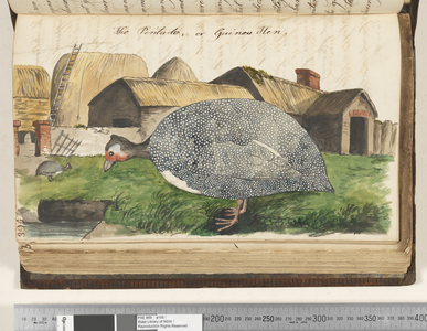 Page 395. The Pintado, or Guinea Hen, 1810-17 (w/c & manuscript text)