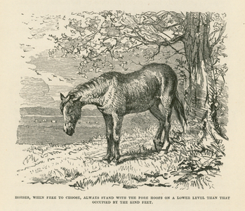 Horses, when free to choose, always stand with the Fore Hoops on a lower level than that occupied by the HInd Feet (engraving)