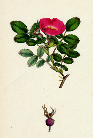 Rosa Mollissima Soft-Leaved Rose