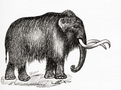 The woolly mammoth, Mammuthus primigenius, from Meyers Lexicon, pub. 1924