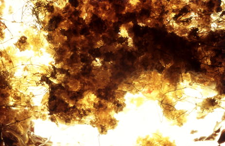 NA_85 [Flowers East], 2004 (35mm slide)