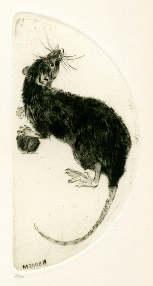 Rat, 2007 (drypoint)