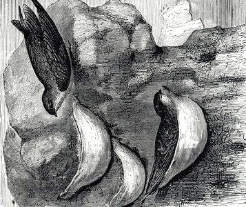 Engraving depicting a swiftlet and their nests: in Malaya and China the edible nests of the swifts and swiftlets were collected and used in soup, 19th century