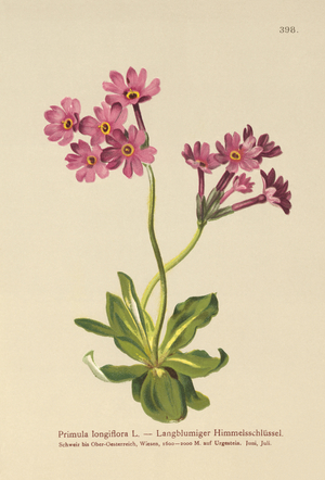 Long-flowered Primrose (Primula longiflora) (colour litho)