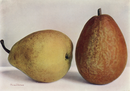 Pears, Emile d'Heyst and Beurre Alexandre Lucas (colour photo)