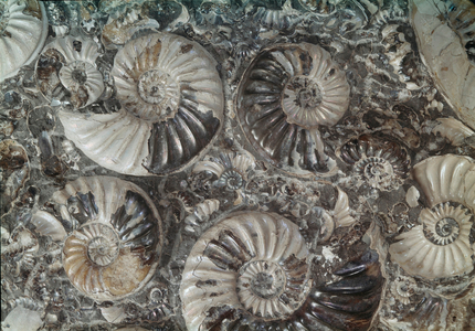 Asteroceras marstonensis and Promicroceras