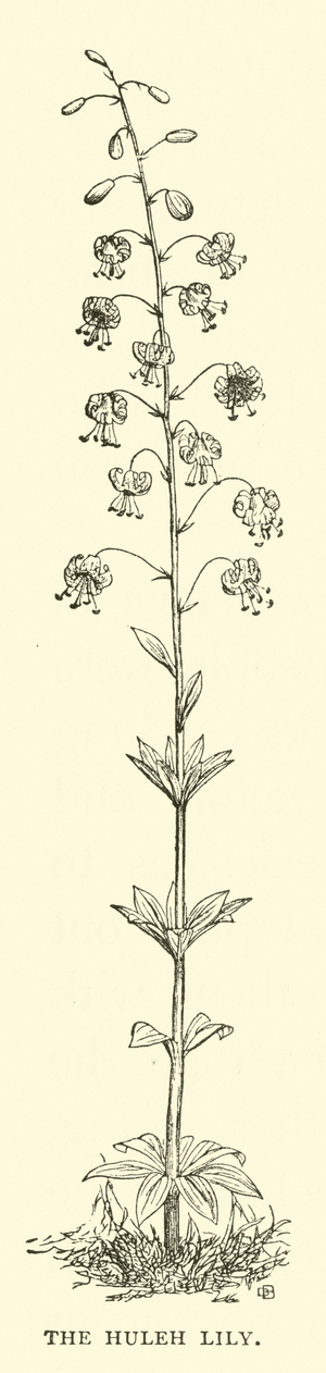 The Huleh Lily (engraving)