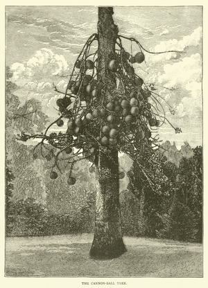 The Cannon-Ball Tree (engraving)