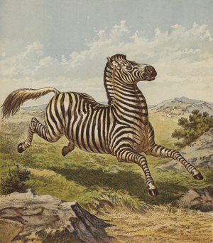 Zebra (colour litho)
