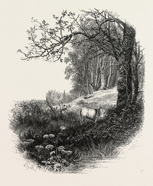 High Beech, Epping Forest, the Forest Scenery of19th Century Engraving