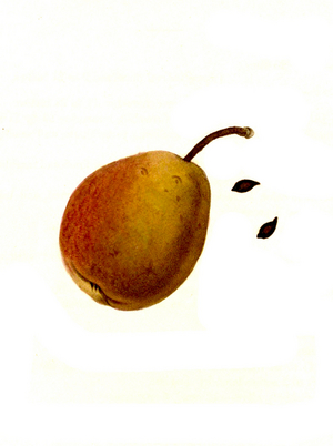Pear of the Ott pear variety digitally restored reproduction of an original from the 19th century